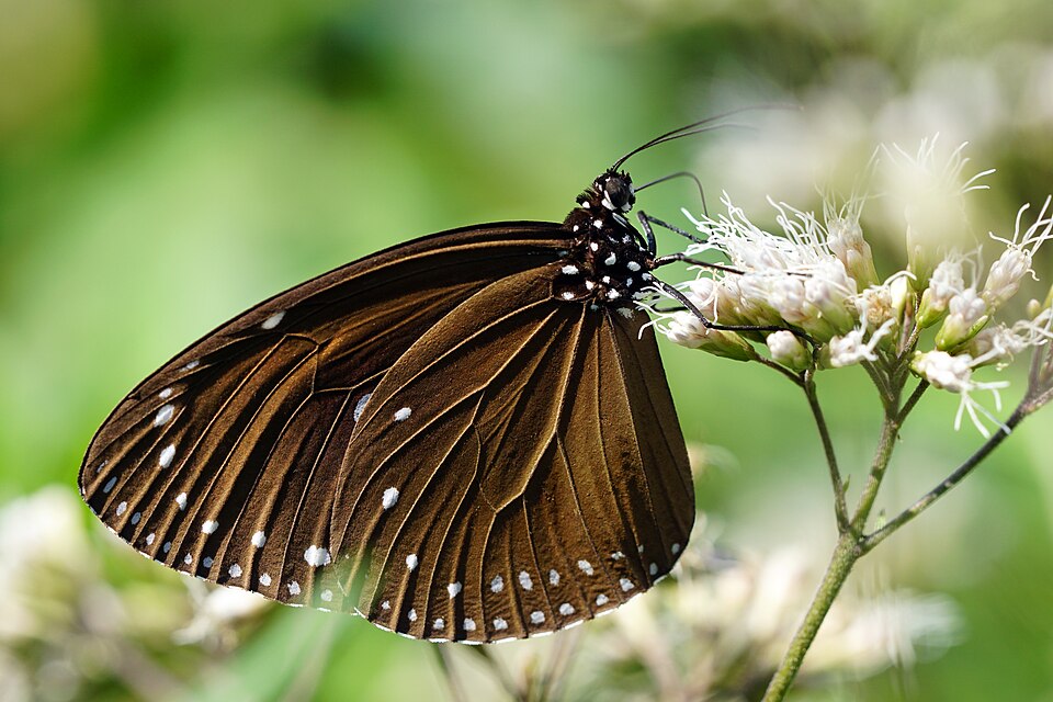 Photo of Purple crow butterfly