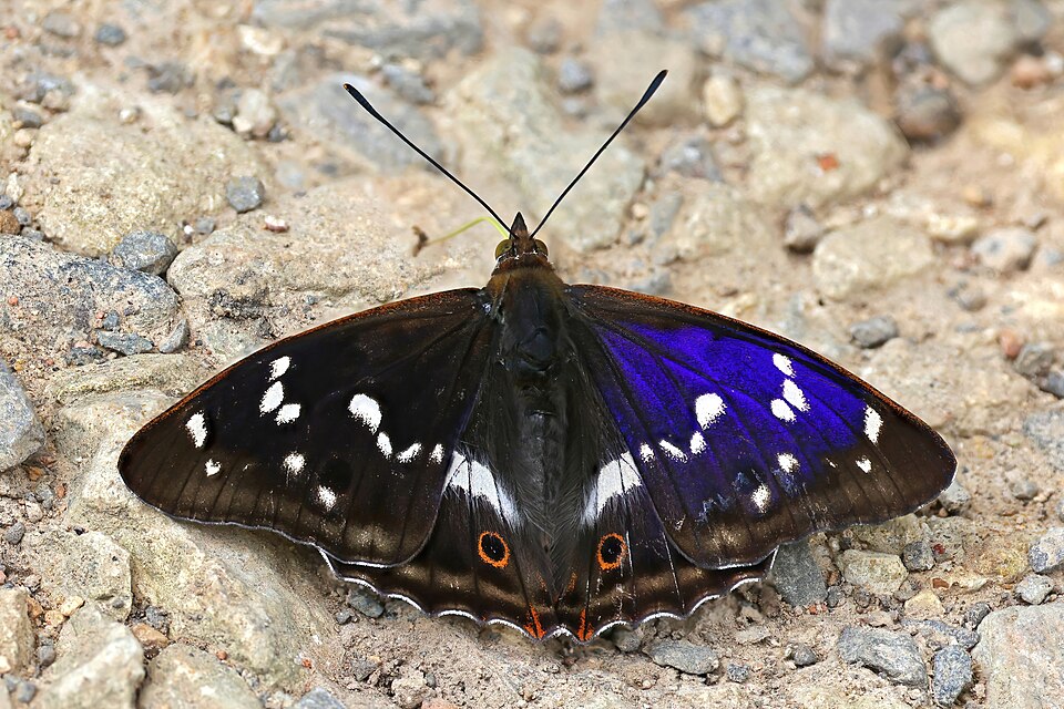 Photo of Purple emperor