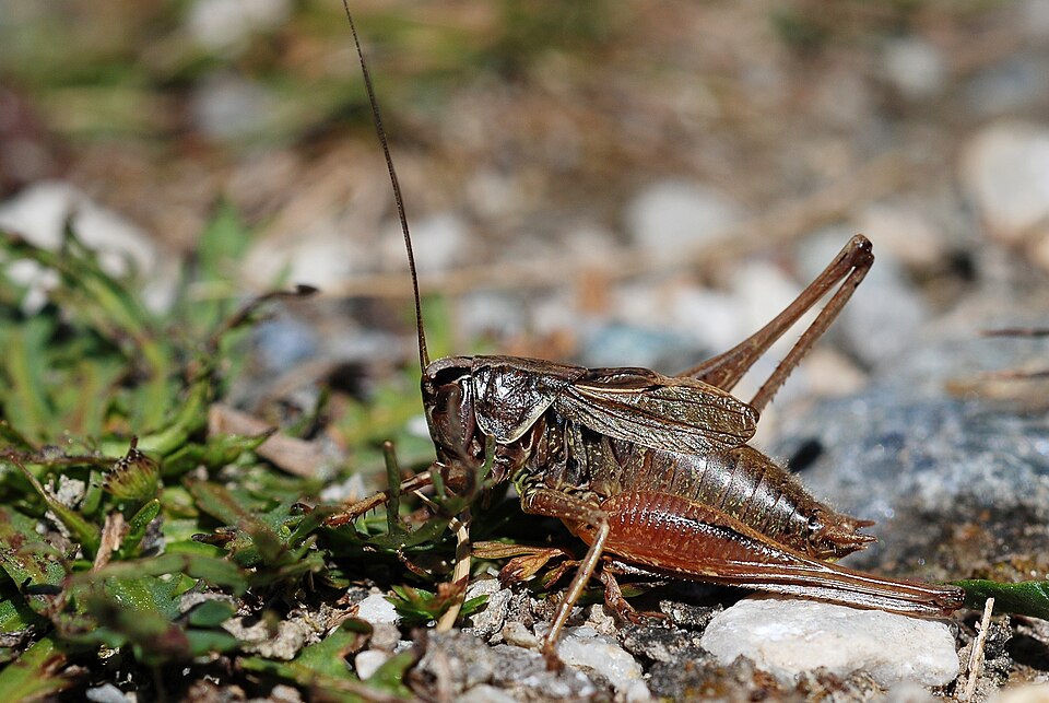 Photo of Purple meadow bush-cricket