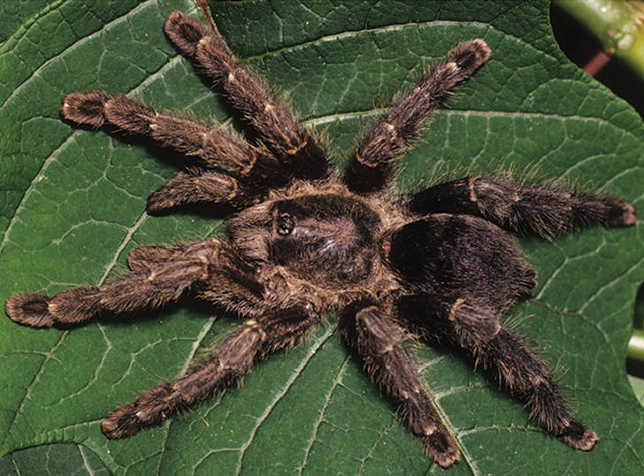 Photo of Purple pinktoe tarantula