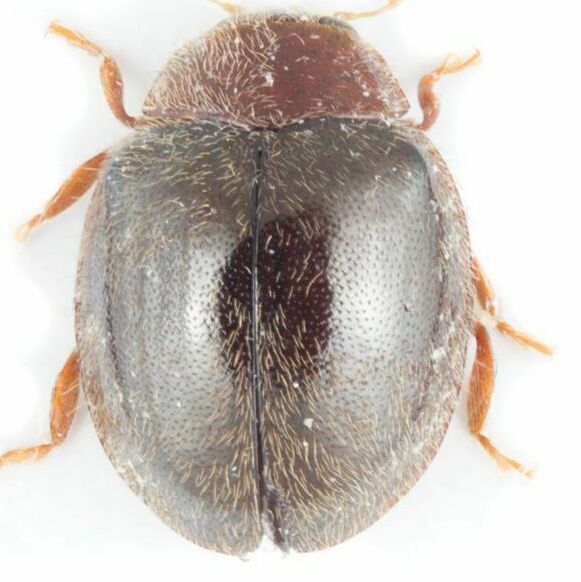 Photo of Purple scale predator