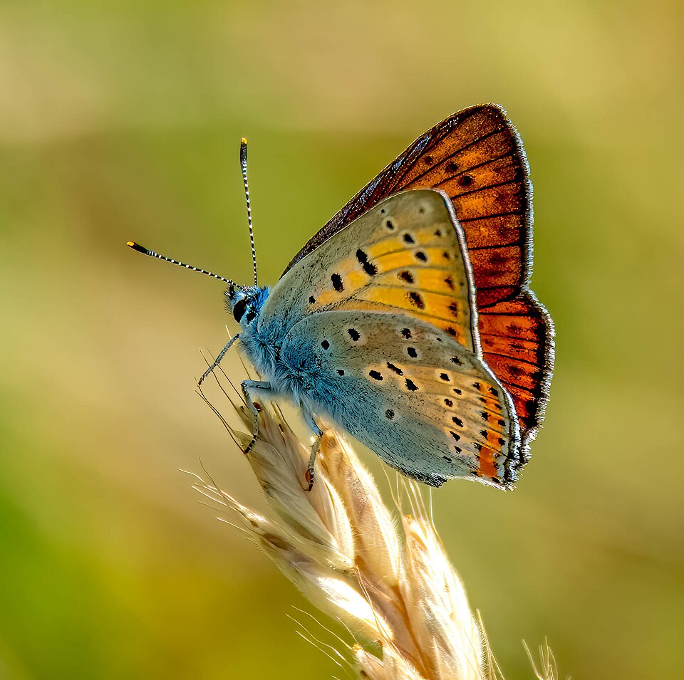 Photo of Purple-shot copper