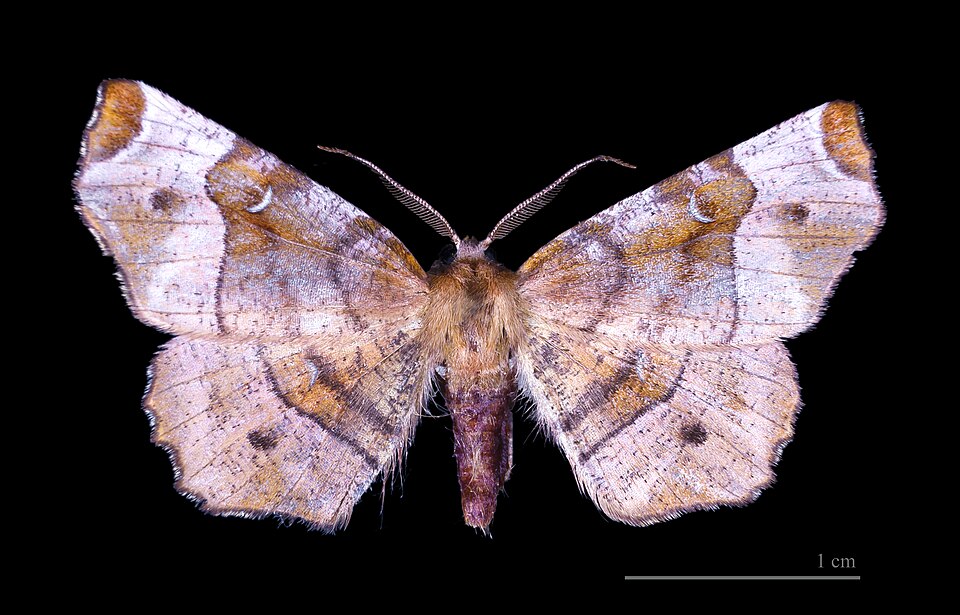 Photo of Purple thorn