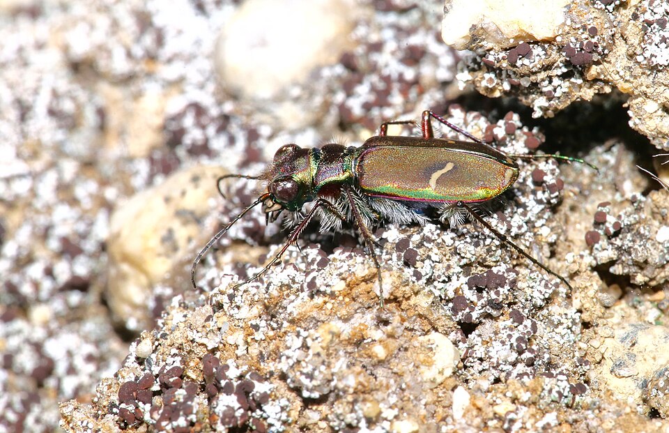 Photo of Purple tiger beetle