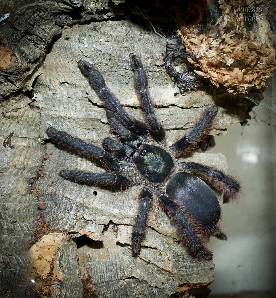 Photo of Purple tree tarantula