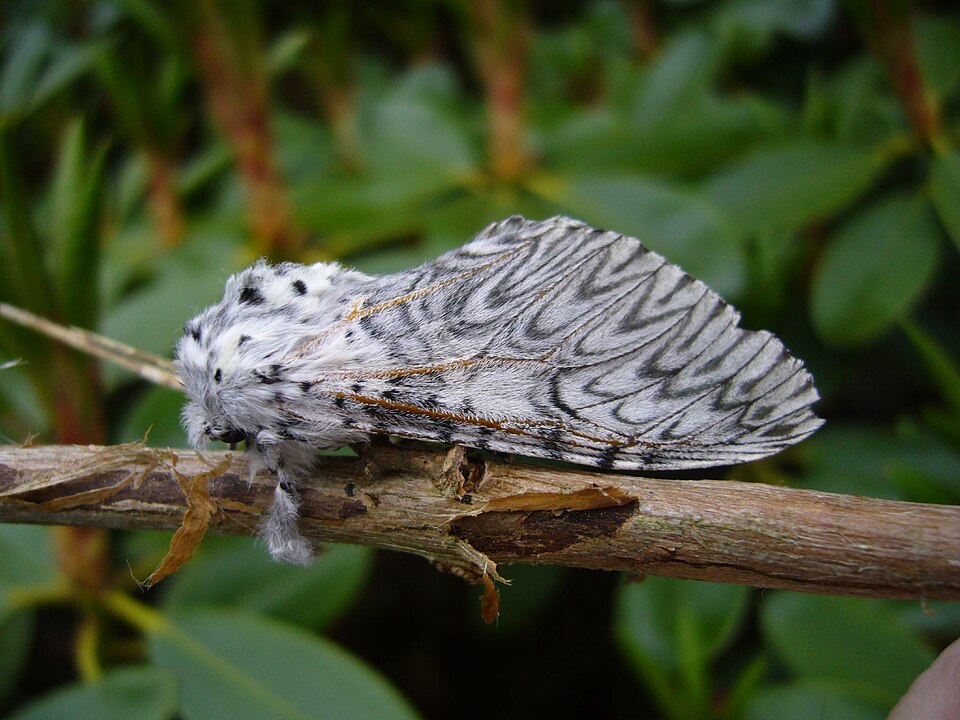 Photo of Puss moth