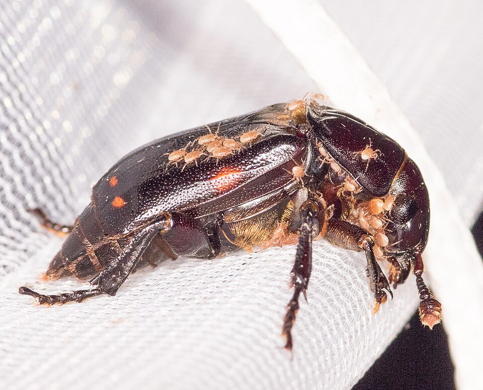 Photo of Pustulated carrion beetle