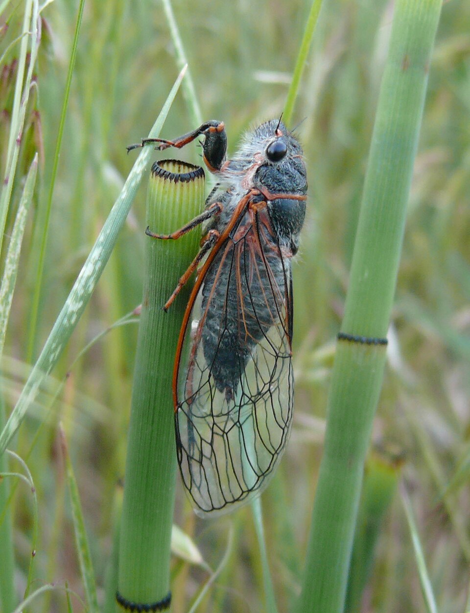 Photo of Putnam's cicada