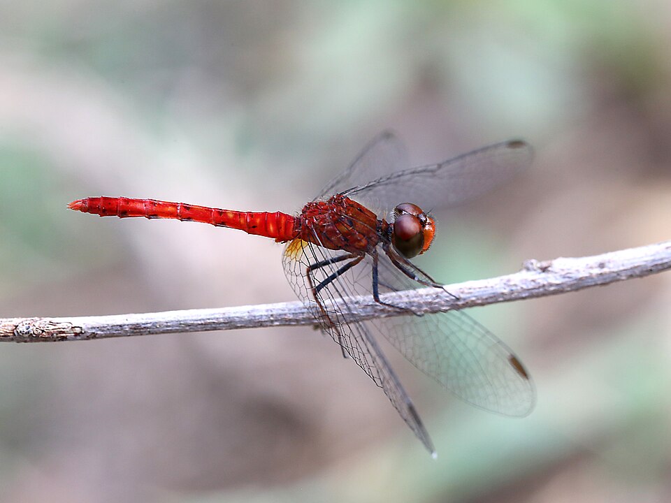 Photo of Pygmy percher