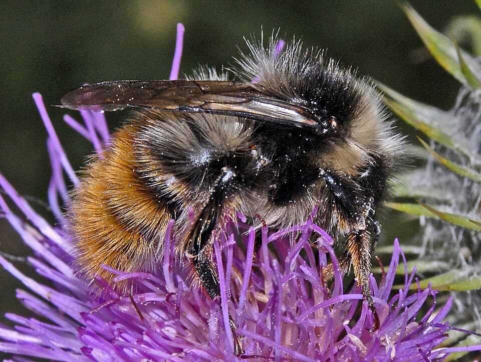 Photo of Pyrenees bumble bee