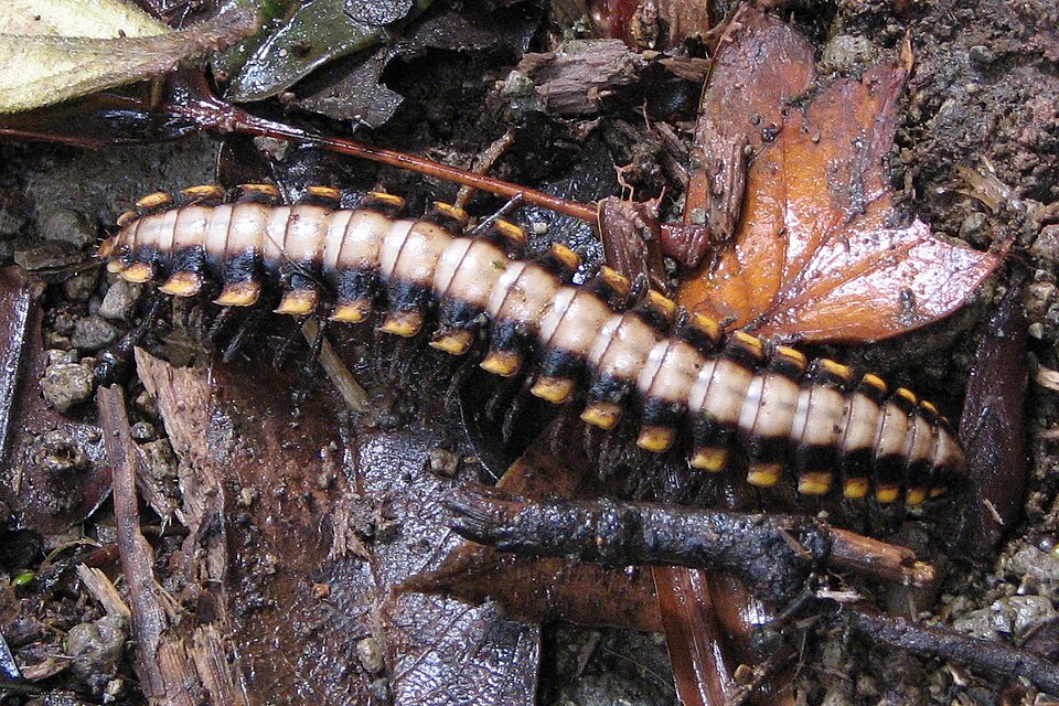 Photo of Python millipede