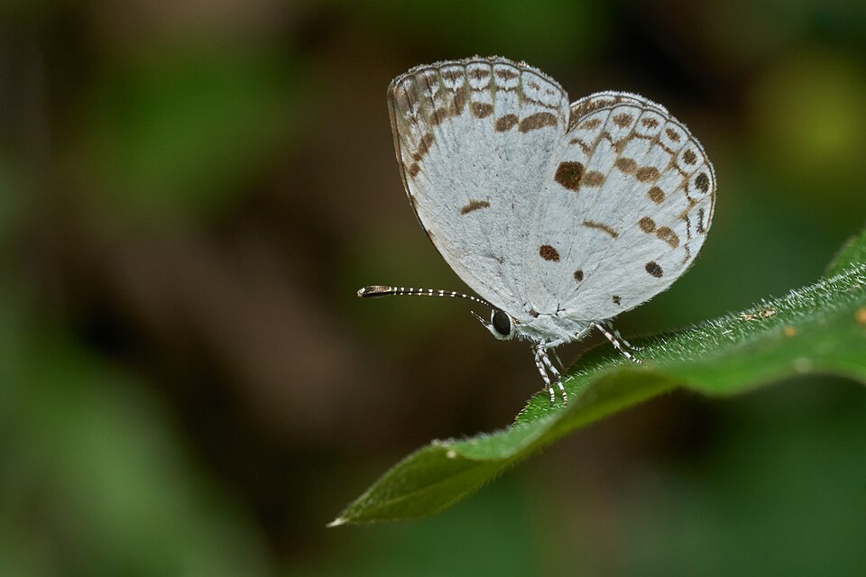 Photo of Quaker