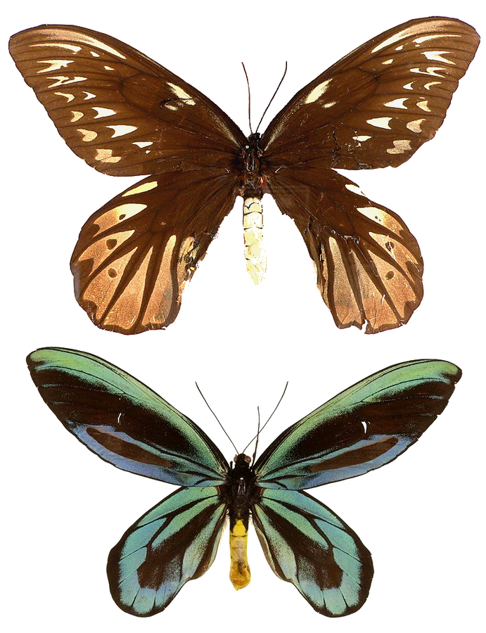 Photo of Queen Alexandra's birdwing