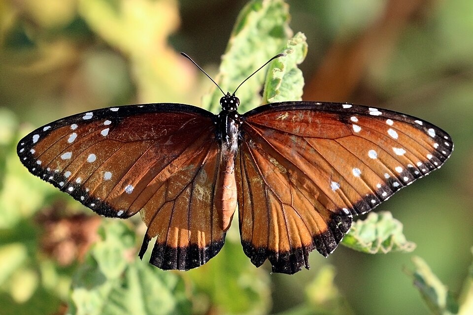 Photo of Queen butterfly
