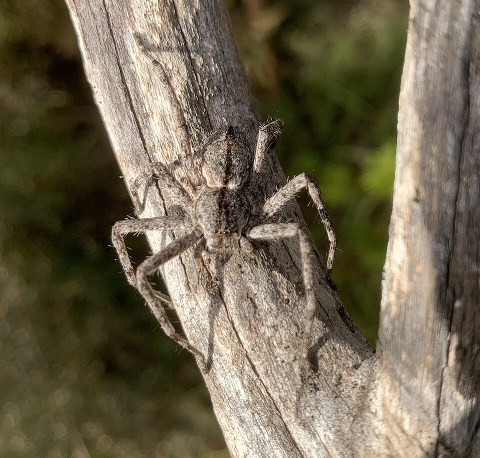 Photo of Queen of the huntsmen