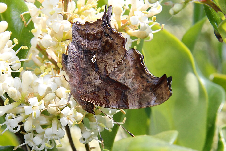 Photo of Question mark butterfly