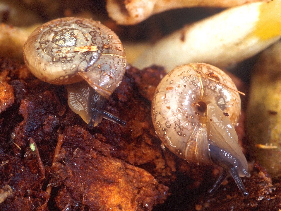 Photo of Quick gloss snail