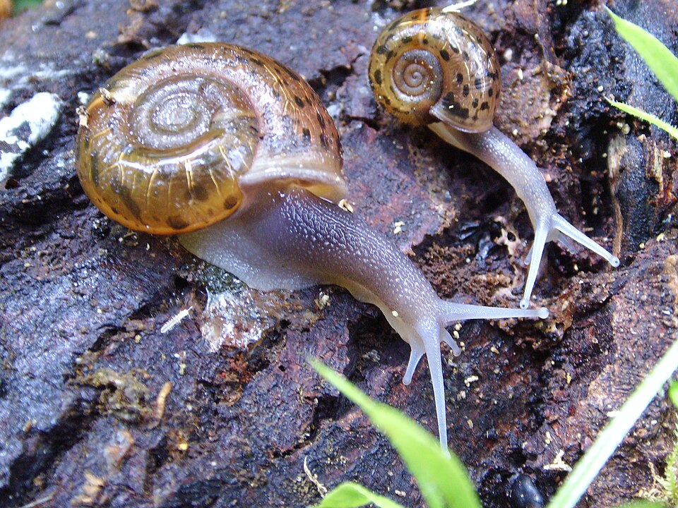 Photo of Quimper snail