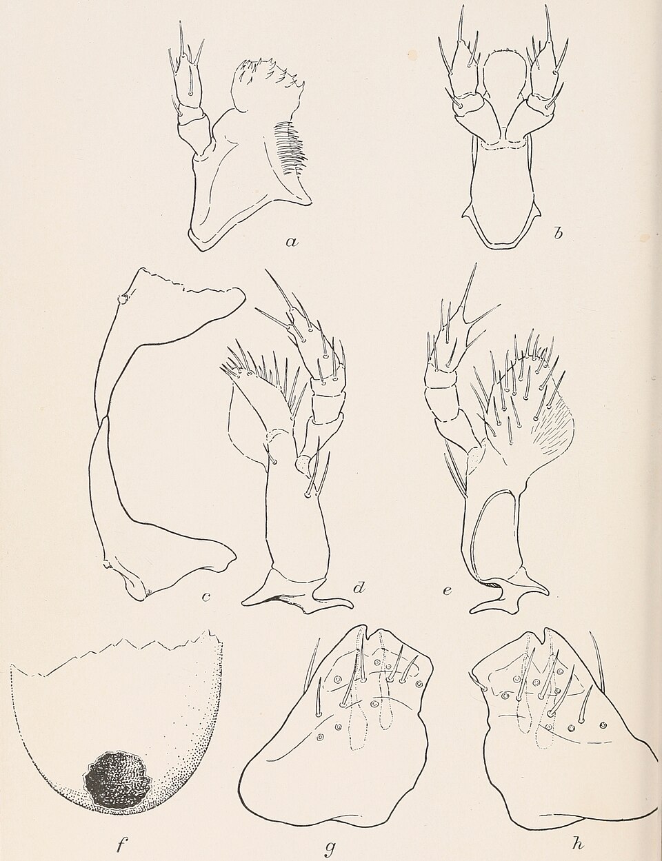 Photo of Rabbit tick