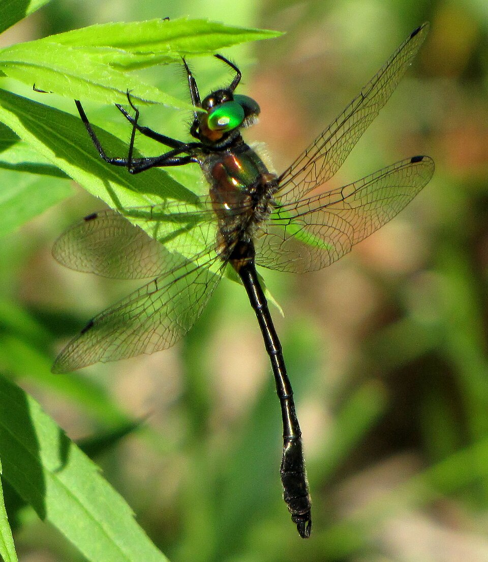 Photo of Racket-tailed emerald