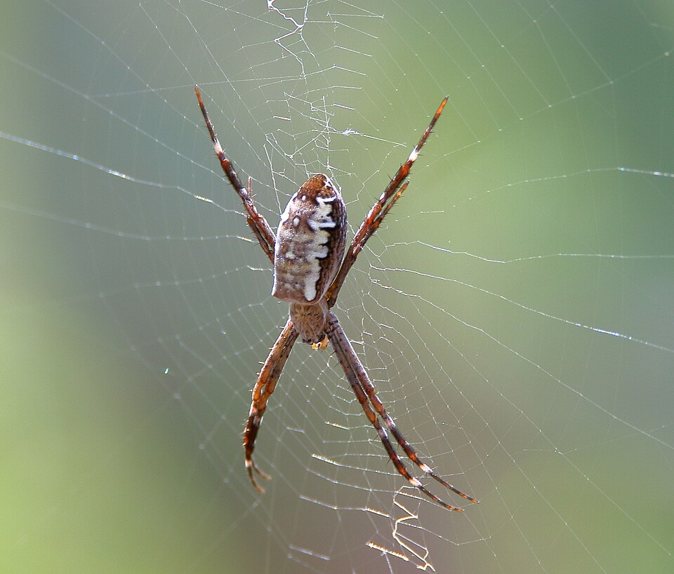 Photo of Radon Saint Andrew's cross spider
