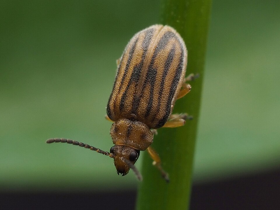 Photo of Ragweed leaf beetle
