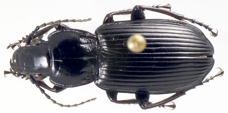 Photo of Rain beetle