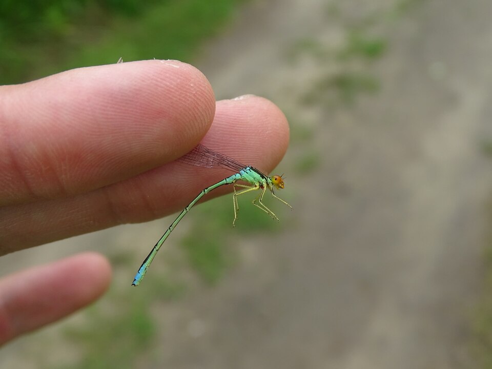 Photo of Rainbow bluet