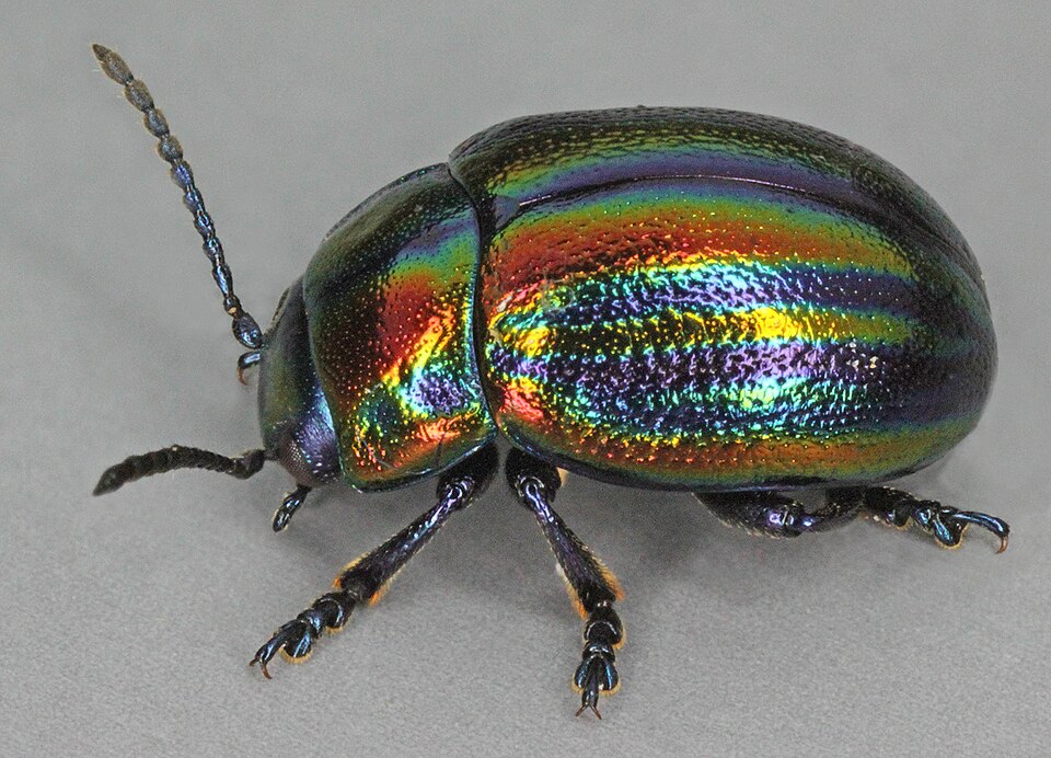 Photo of Rainbow leaf beetle