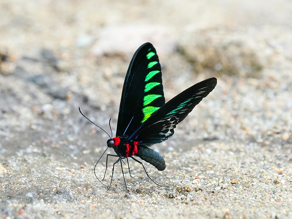 Photo of Rajah Brooke's birdwing