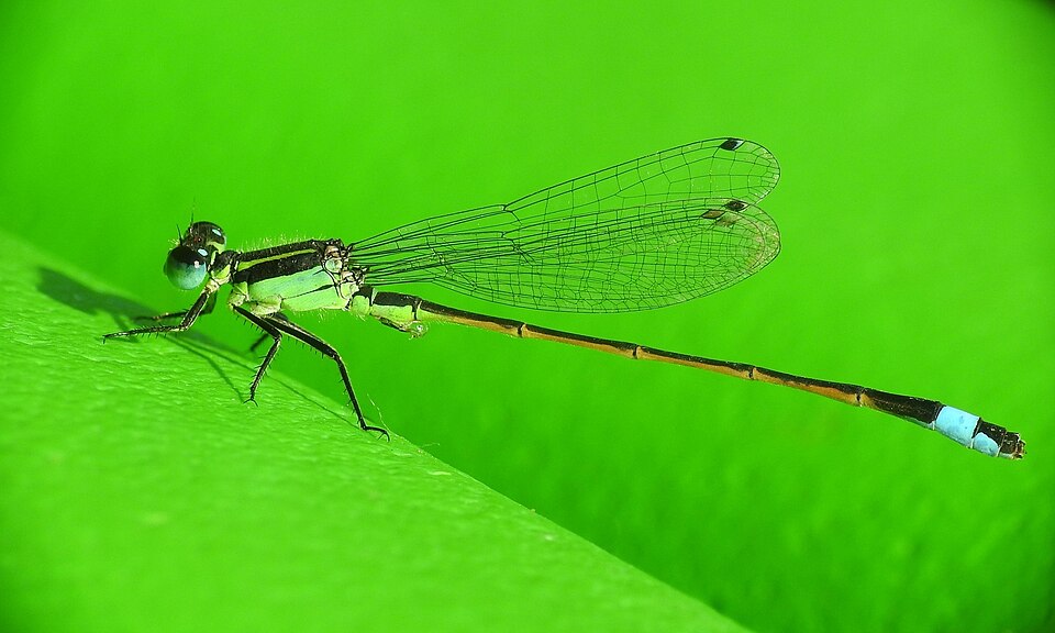 Photo of Rambur's forktail