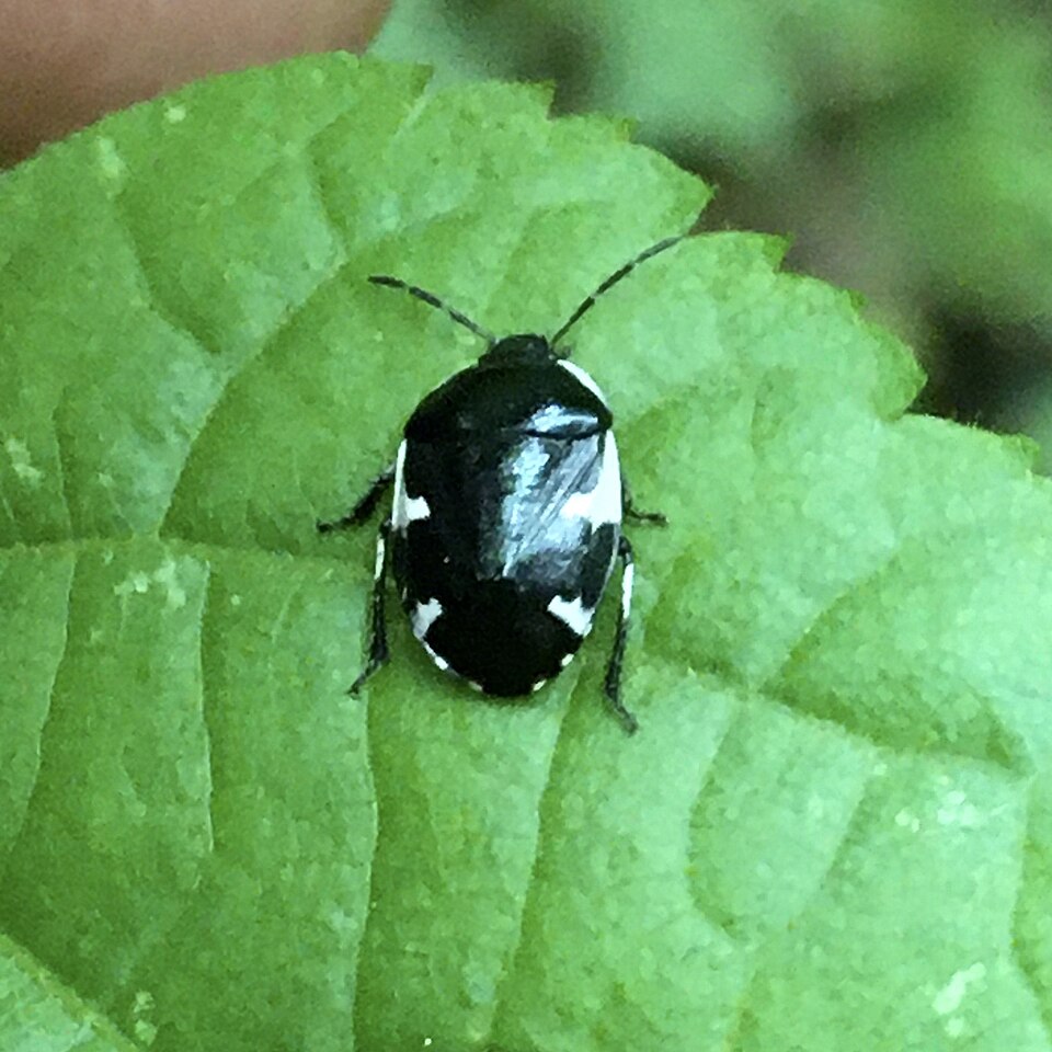 Photo of Rambur's pied shieldbug