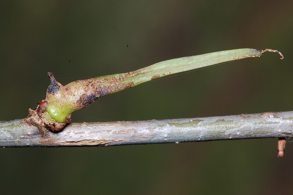 Photo of Ram's horn gall wasp