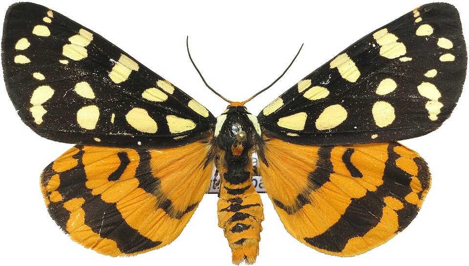 Photo of Ranchman's tiger moth