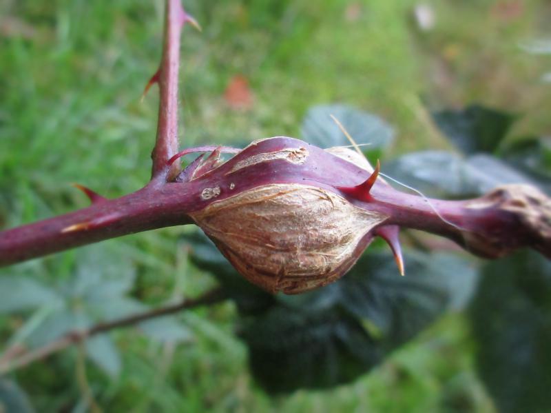 Photo of Raspberry gall midge