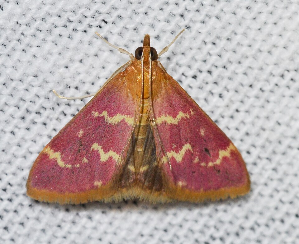 Photo of Raspberry pyrausta moth