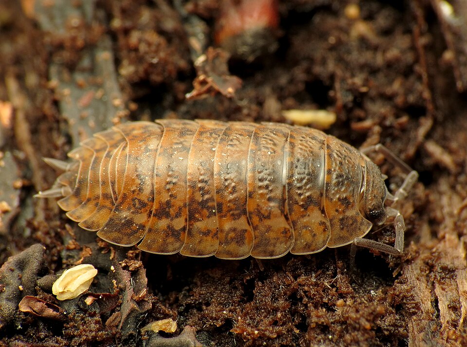 Photo of Rathke's woodlouse