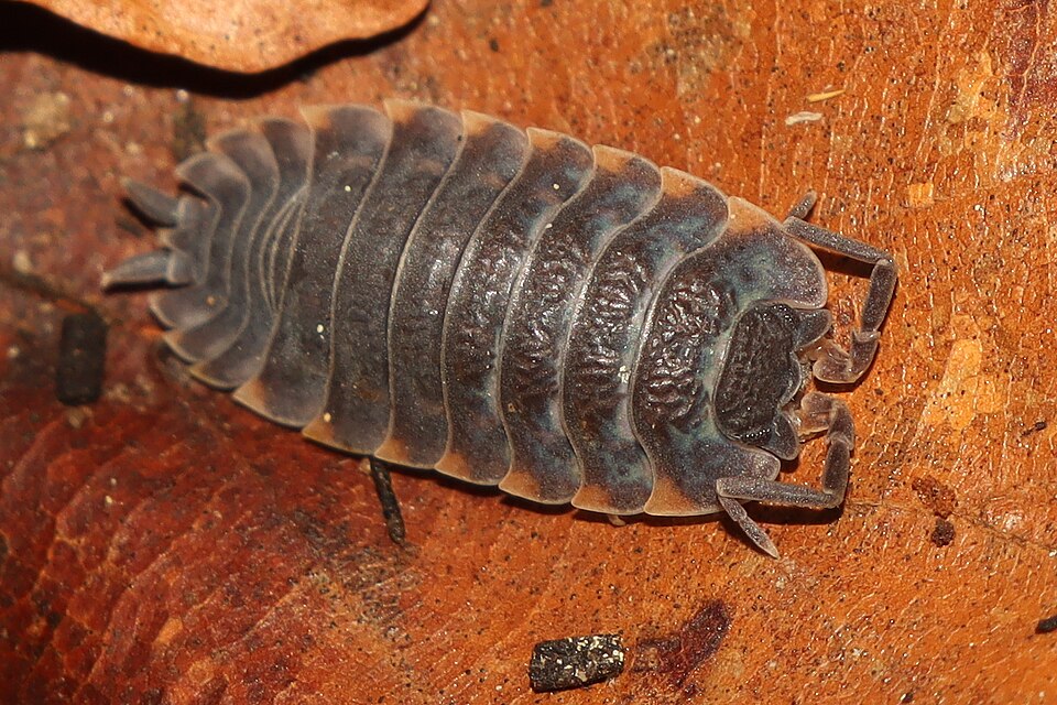 Photo of Ratzeburg's woodlouse