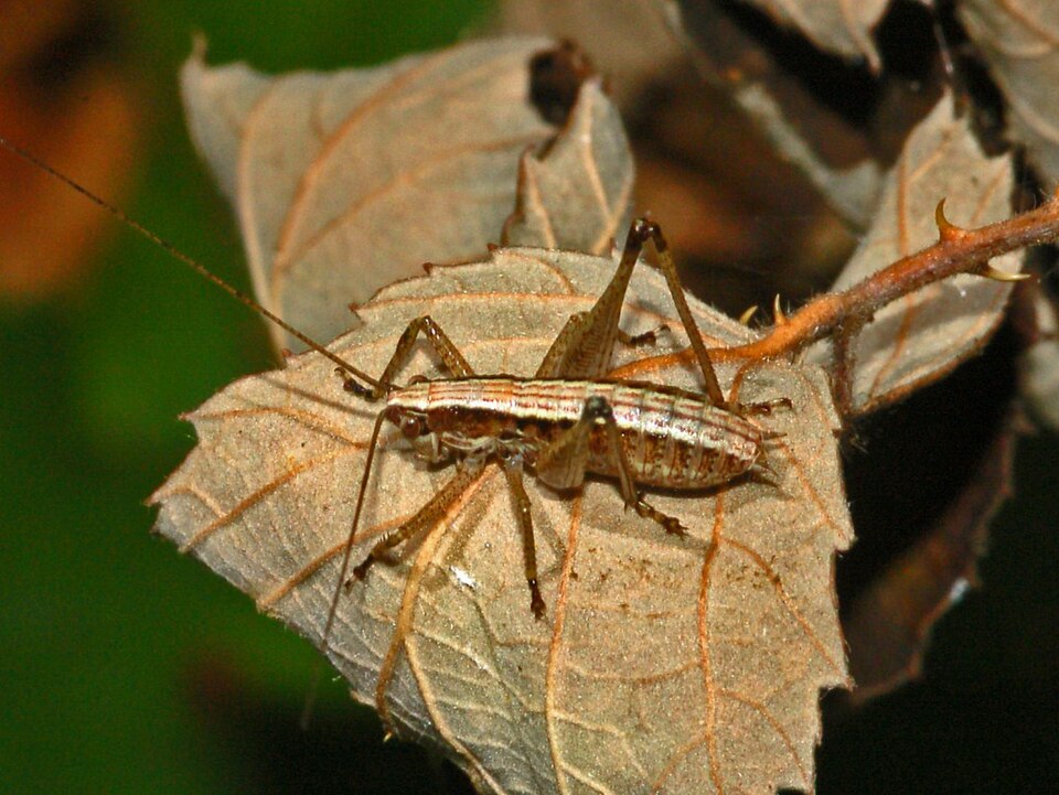 Photo of Raymond's bush-cricket
