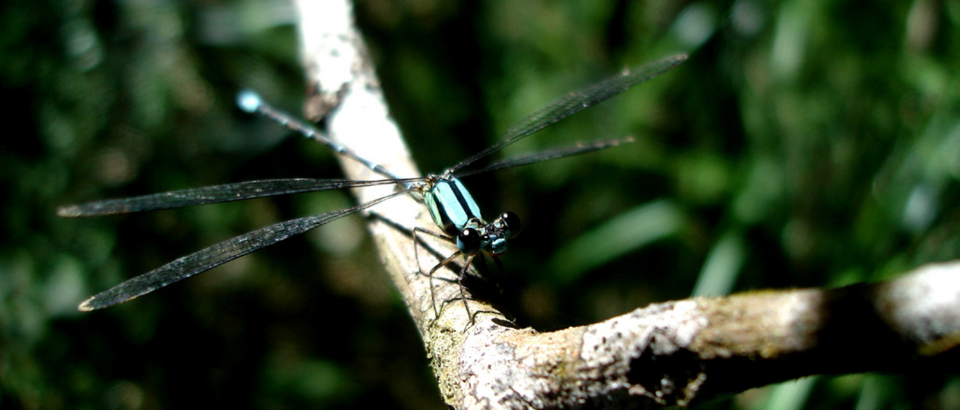 Photo of Red-and-black flatwing