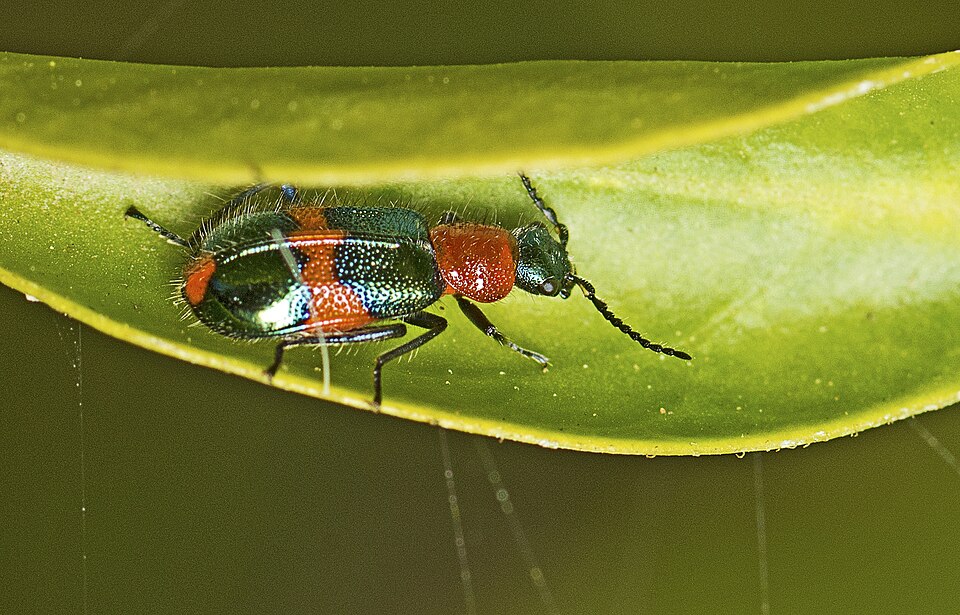 Photo of Red and blue beetle