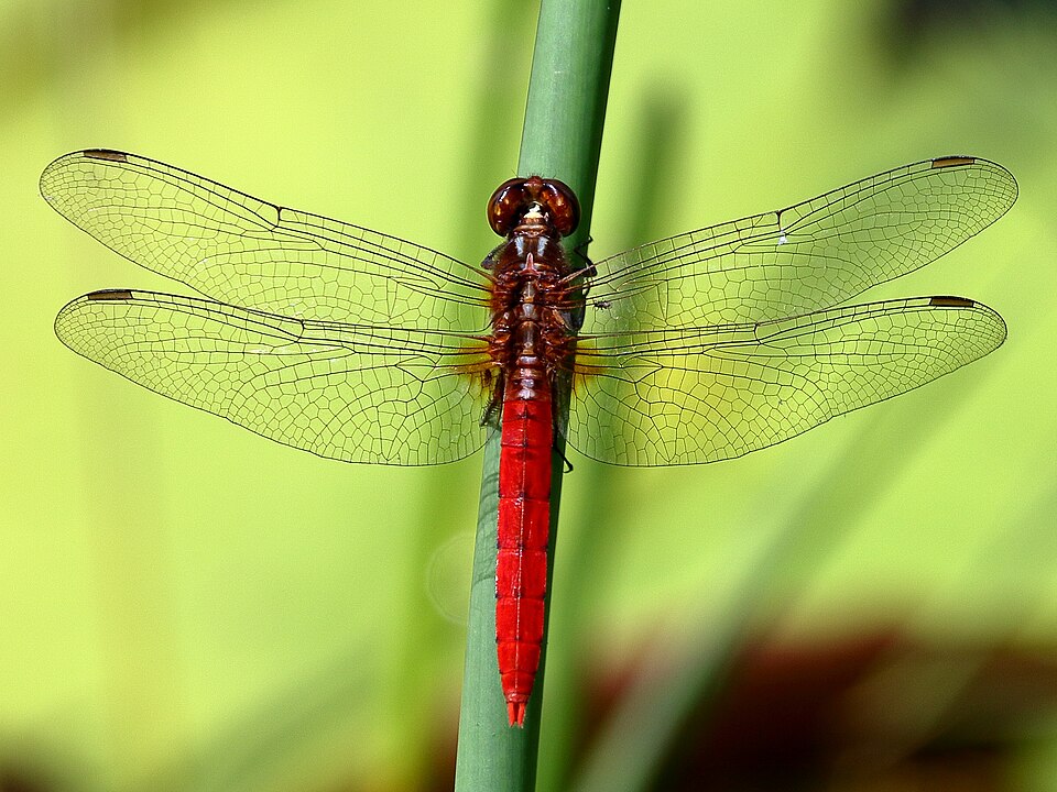 Photo of Red arrow