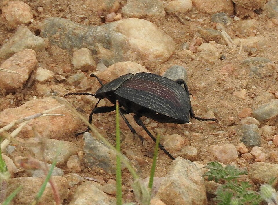 Photo of Red-backed darkling beetle