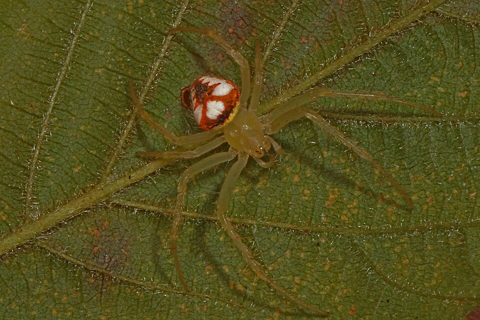 Photo of Red-backed orbweaver