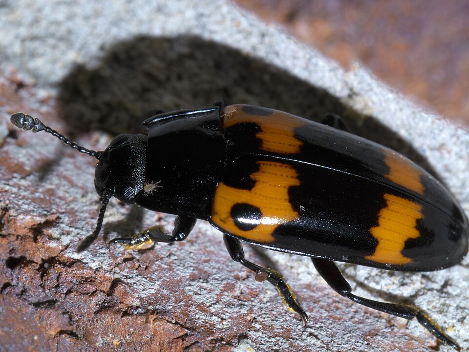 Photo of Red-banded fungus beetle