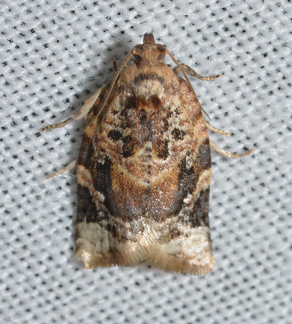 Photo of Red-banded leafroller moth