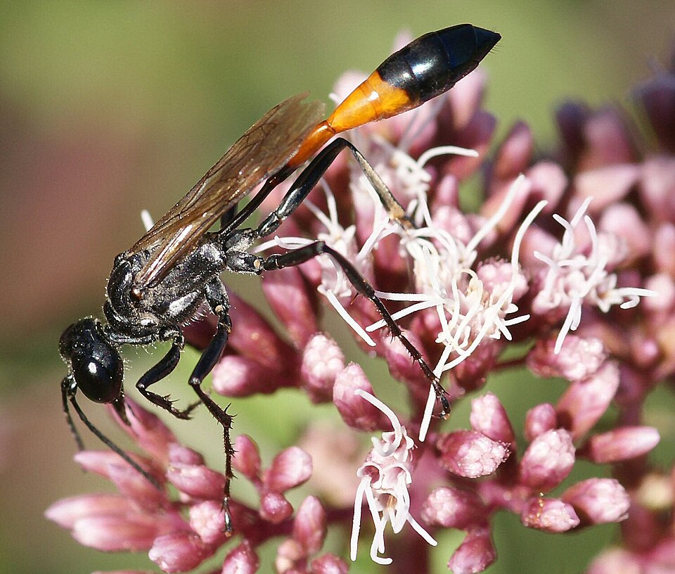 Photo of Red-banded sand wasp
