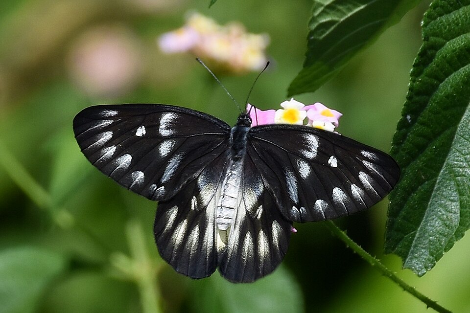 Photo of Red-based Jezebel