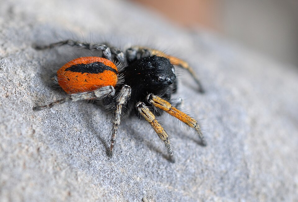 Photo of Red-bellied jumping spider
