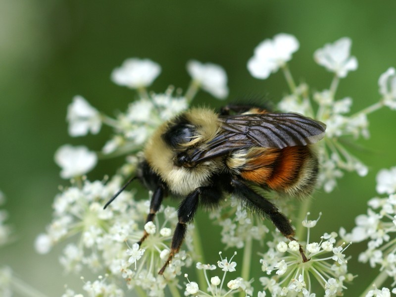 Photo of Red-belted bumble bee